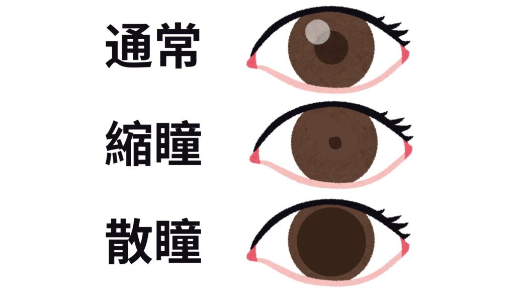 縮瞳と散瞳の説明画像